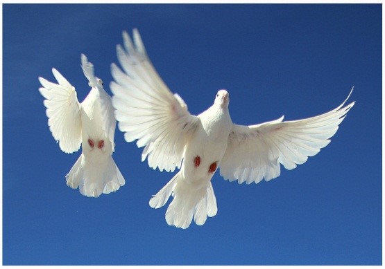Стоковые фотографии по запросу Белый голубь